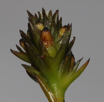 Thesium capitellatum, photographed by Brian du Preez