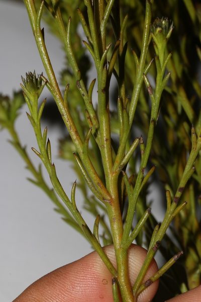 Thesium capitellatum, photographed by Brian du Preez
