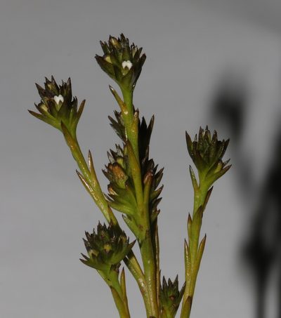 Thesium capitellatum, photographed by Brian du Preez