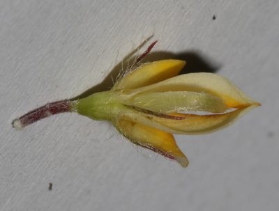 Aspalathus taylorii, photographed by Brian du Preez