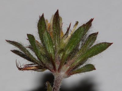 Aspalathus taylorii, photographed by Brian du Preez