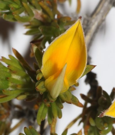 Aspalathus cliffortioides, photographed by Brian du Preez