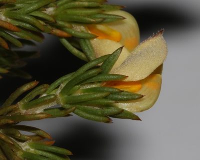 Aspalathus cliffortioides, photographed by Brian du Preez