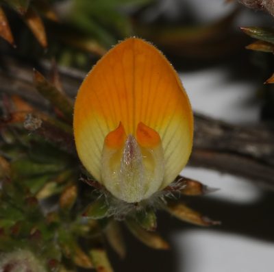 Aspalathus stenophylla, photographed by Brian du Preez