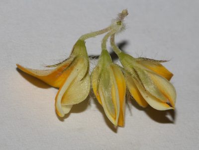 Aspalathus taylorii, photographed by Brian du Preez