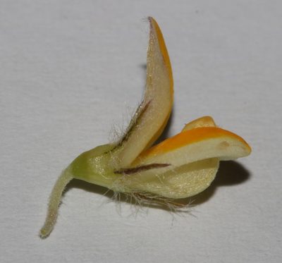 Aspalathus taylorii, photographed by Brian du Preez