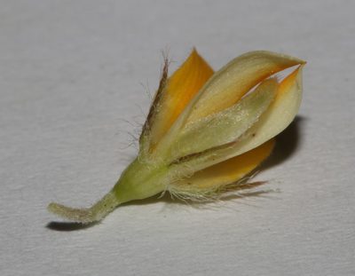 Aspalathus taylorii, photographed by Brian du Preez