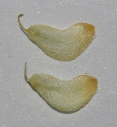 Aspalathus taylorii, photographed by Brian du Preez