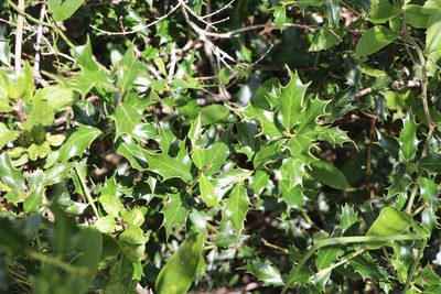 Maytenus ilicifolia, photographed by Florencia Grattarola
