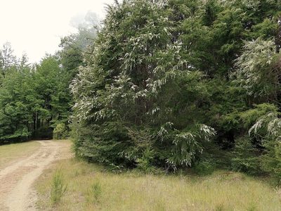 Kunzea ericoides, photographed by Duncan Cunningham