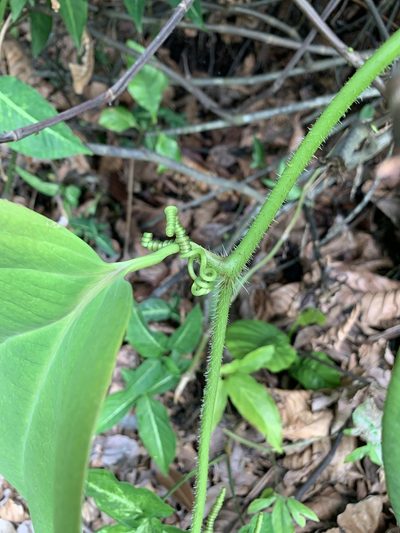 Smilax setosa, photographed by Carrie Seltzer
