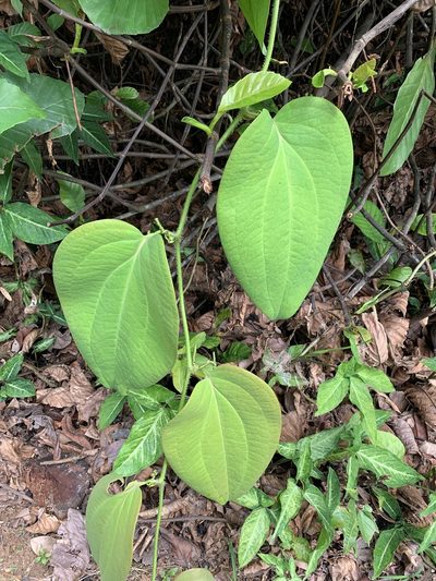 Smilax setosa, photographed by Carrie Seltzer