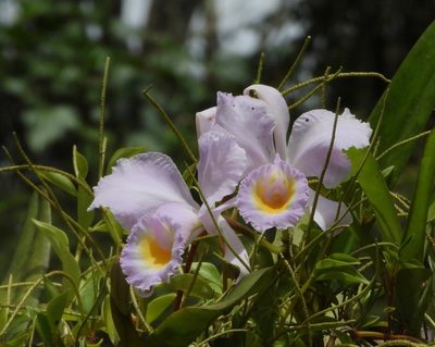 Cattleya schroederae, photographed by desertnaturalist