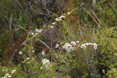 Kunzea ericoides, photographed by Duncan Cunningham