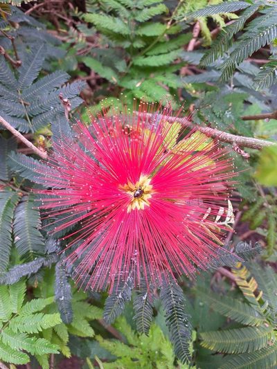Calliandra tweediei, photographed by Hudson Alves Pinto