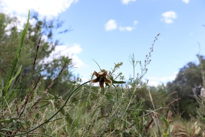 Araujia megapotamica, photographed by Florencia Grattarola