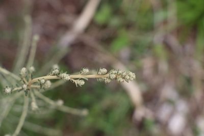Baccharis ochracea, photographed by Florencia Grattarola