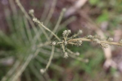 Baccharis ochracea, photographed by Florencia Grattarola