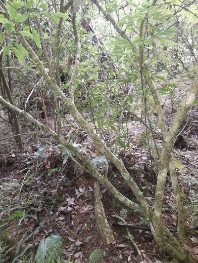 Pseudopanax gilliesii, photographed by naturewatchwidow