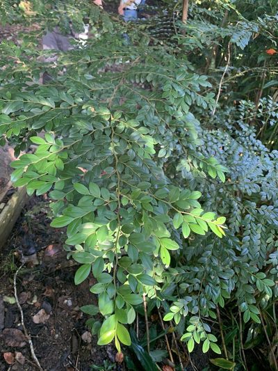Diospyros buxifolia, photographed by Carrie Seltzer