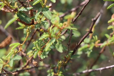 Mimosa ramulosa, photographed by Florencia Grattarola