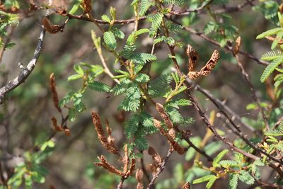 Mimosa ramulosa, photographed by Florencia Grattarola