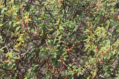 Mimosa ramulosa, photographed by Florencia Grattarola