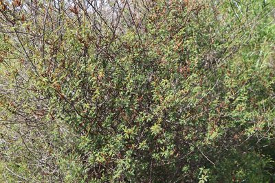 Mimosa ramulosa, photographed by Florencia Grattarola