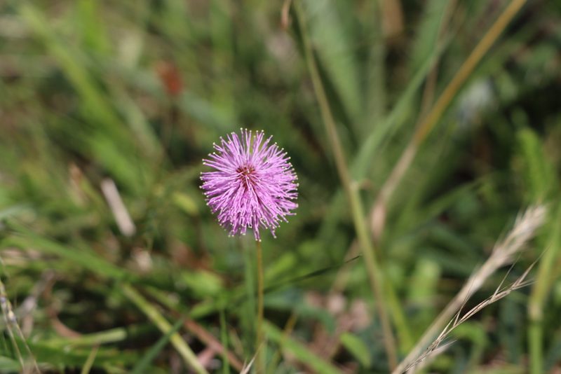 Mimosa dutrae, photographed by Florencia Grattarola
