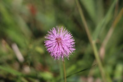 Mimosa dutrae, photographed by Florencia Grattarola