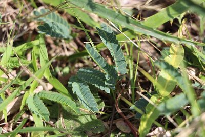 Mimosa dutrae, photographed by Florencia Grattarola