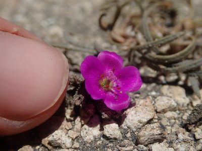 Montiopsis gayana, photographed by Nolan Exe