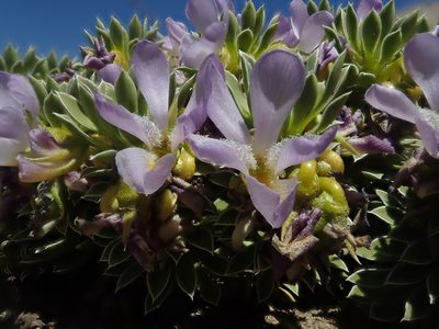 Viola cotyledon, photographed by Nolan Exe