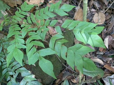 Archidendron clypearia, photographed by Carrie Seltzer
