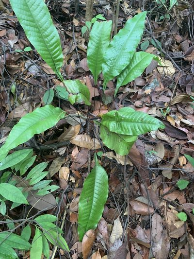 Tectaria singaporiana, photographed by Carrie Seltzer