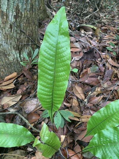 Tectaria singaporiana, photographed by Carrie Seltzer
