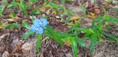 Commelina ensifolia, photographed by Daniel Montesinos