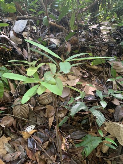 Calophyllum ferrugineum, photographed by Carrie Seltzer