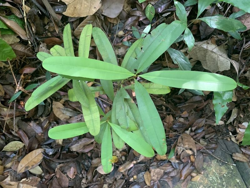Calophyllum ferrugineum, photographed by Carrie Seltzer