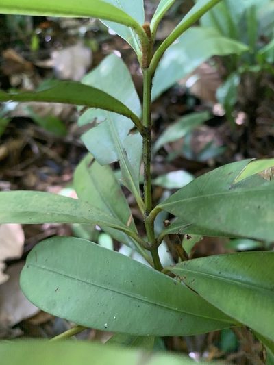 Calophyllum ferrugineum, photographed by Carrie Seltzer