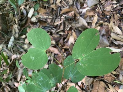 Phanera semibifida, photographed by Carrie Seltzer