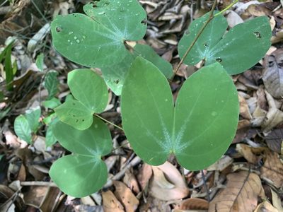 Phanera semibifida, photographed by Carrie Seltzer