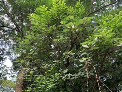 Ficus grossularioides, photographed by Carrie Seltzer
