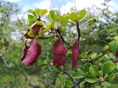 Terminalia prunioides, photographed by Jens-Christian Svenning