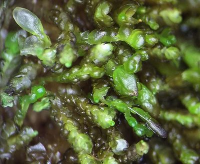 Gymnocolea inflata, photographed by George Greiff