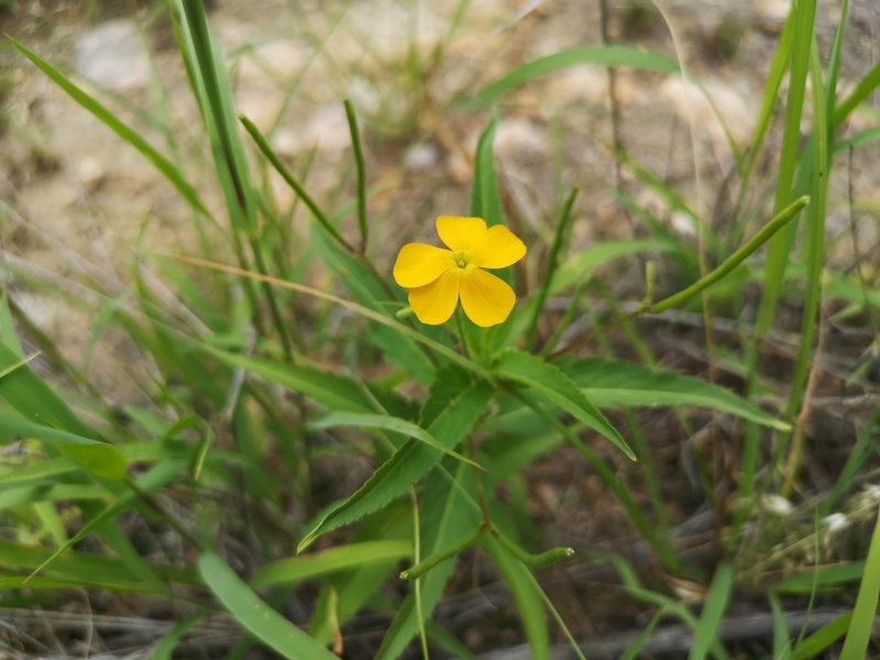 Tricliceras glanduliferum, photographed by Jens-Christian Svenning