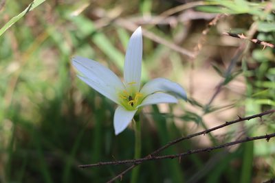Zephyranthes mesochloa, photographed by Florencia Grattarola