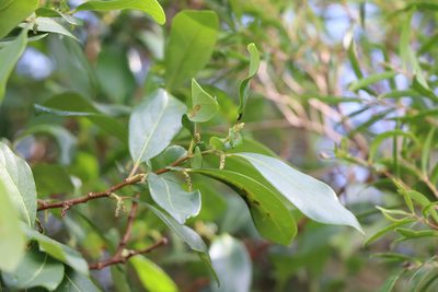 Azara uruguayensis, photographed by Florencia Grattarola