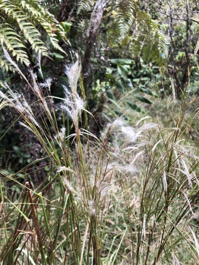 Andropogon bicornis, photographed by akt2