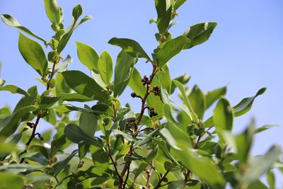 Azara uruguayensis, photographed by Florencia Grattarola